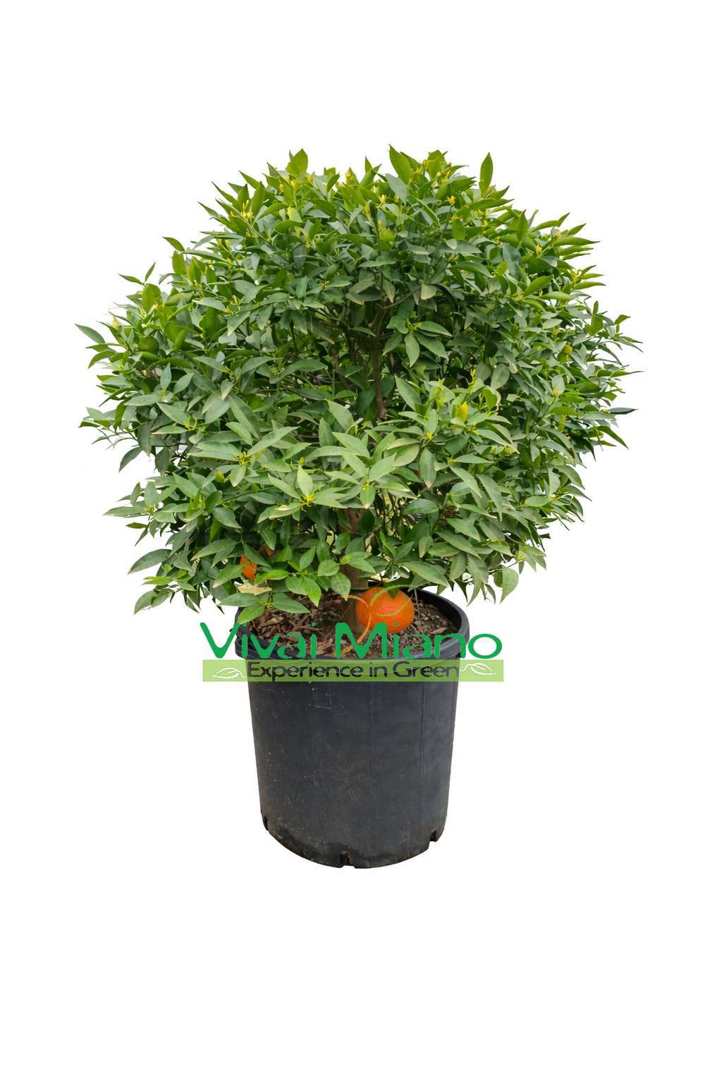 Mandarina (Grm - posuda 35)