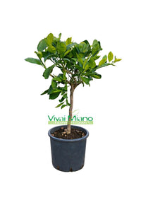 Mandarina Satsuma Miyagawa (tegla – 20)