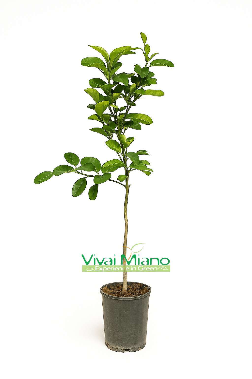 Sadnica naranče Lane Late