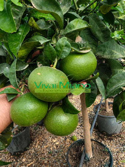 Mandarina Satsuma Miyagawa (tegla – 20)