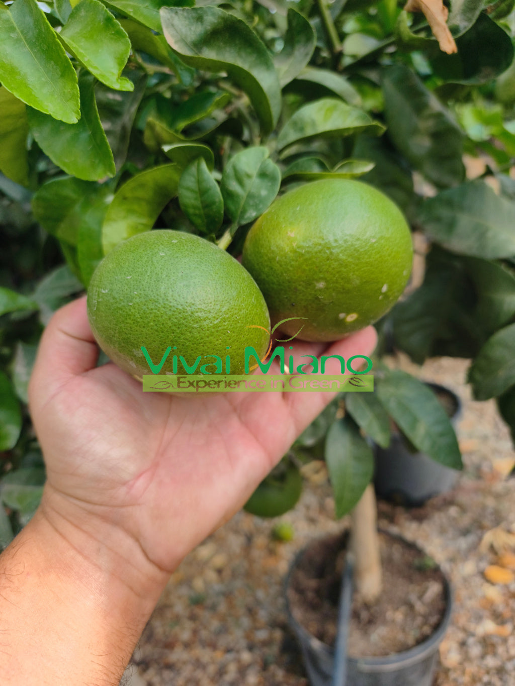 Mandarina Satsuma Miyagawa (tegla – 20)