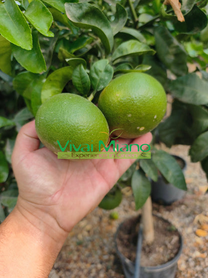 Mandarina Satsuma Miyagawa (tegla – 20)