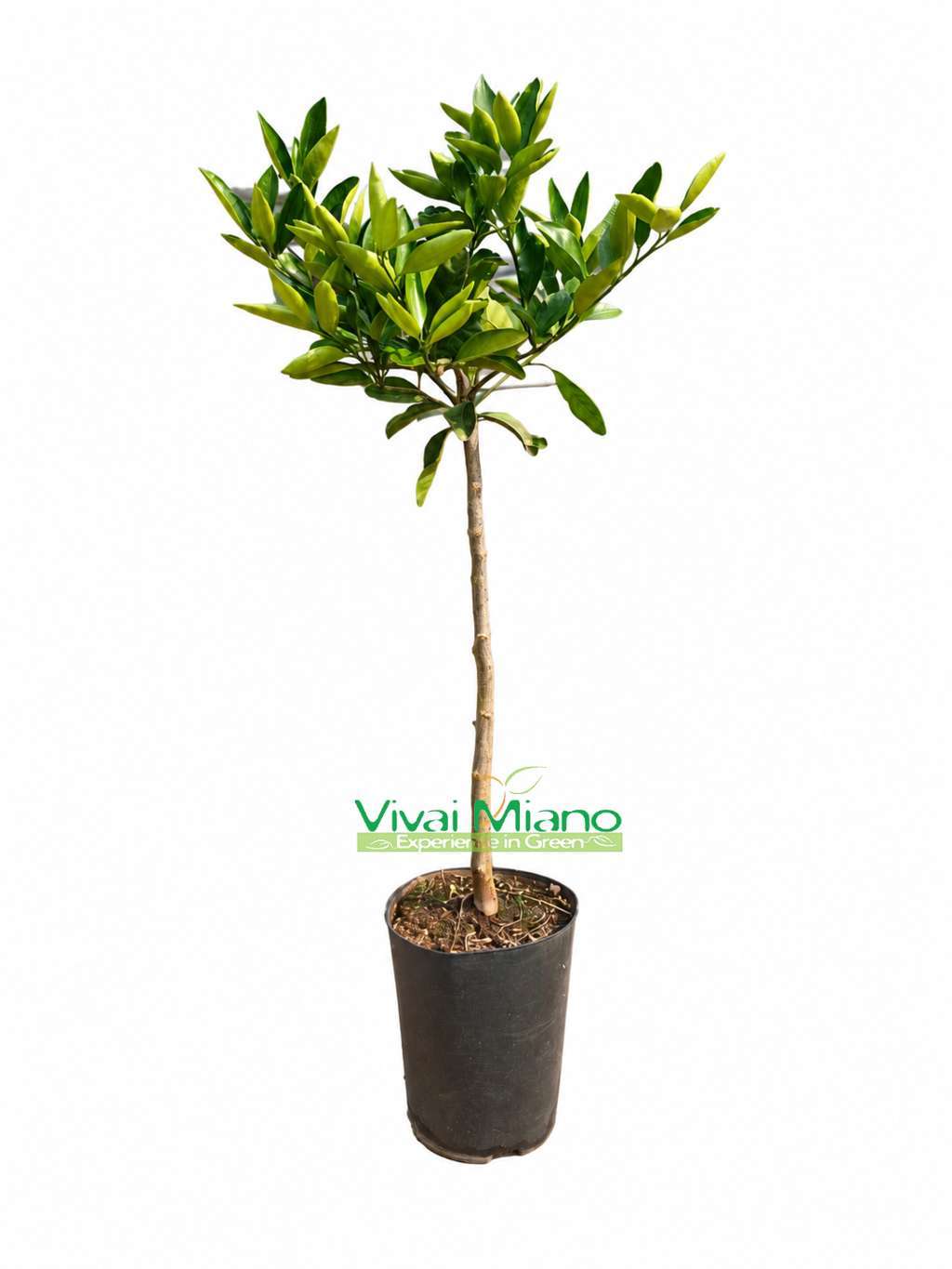 Pianta di Mandarino Satsuma Miyagawa