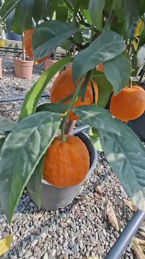 Prenesi videozapis: 