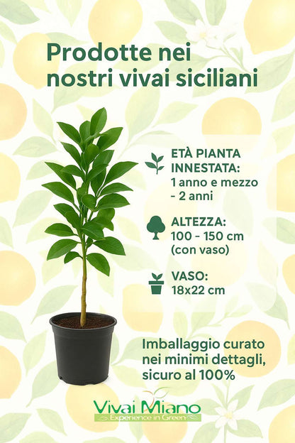Sadnica limuna Sfusato Amalfitano